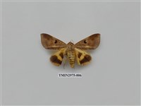 藏品(夜蛾368)的圖片